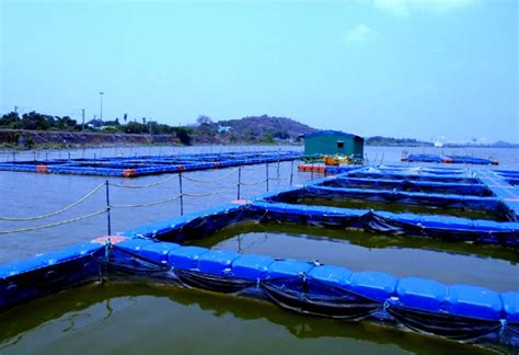 fish cage|Manual on Cage fish farming for beginners .